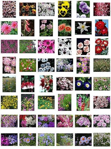 SUMMER FLOWERS